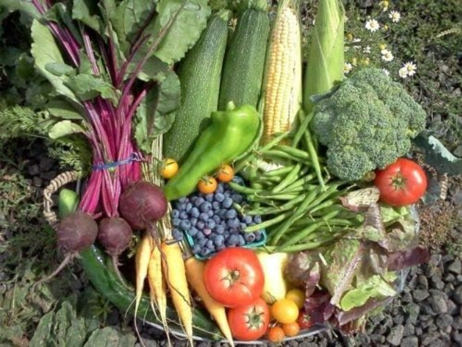 Winter Vegetable Seeds Collection for Planting Organic Non-GMO Heirloom Seeds…