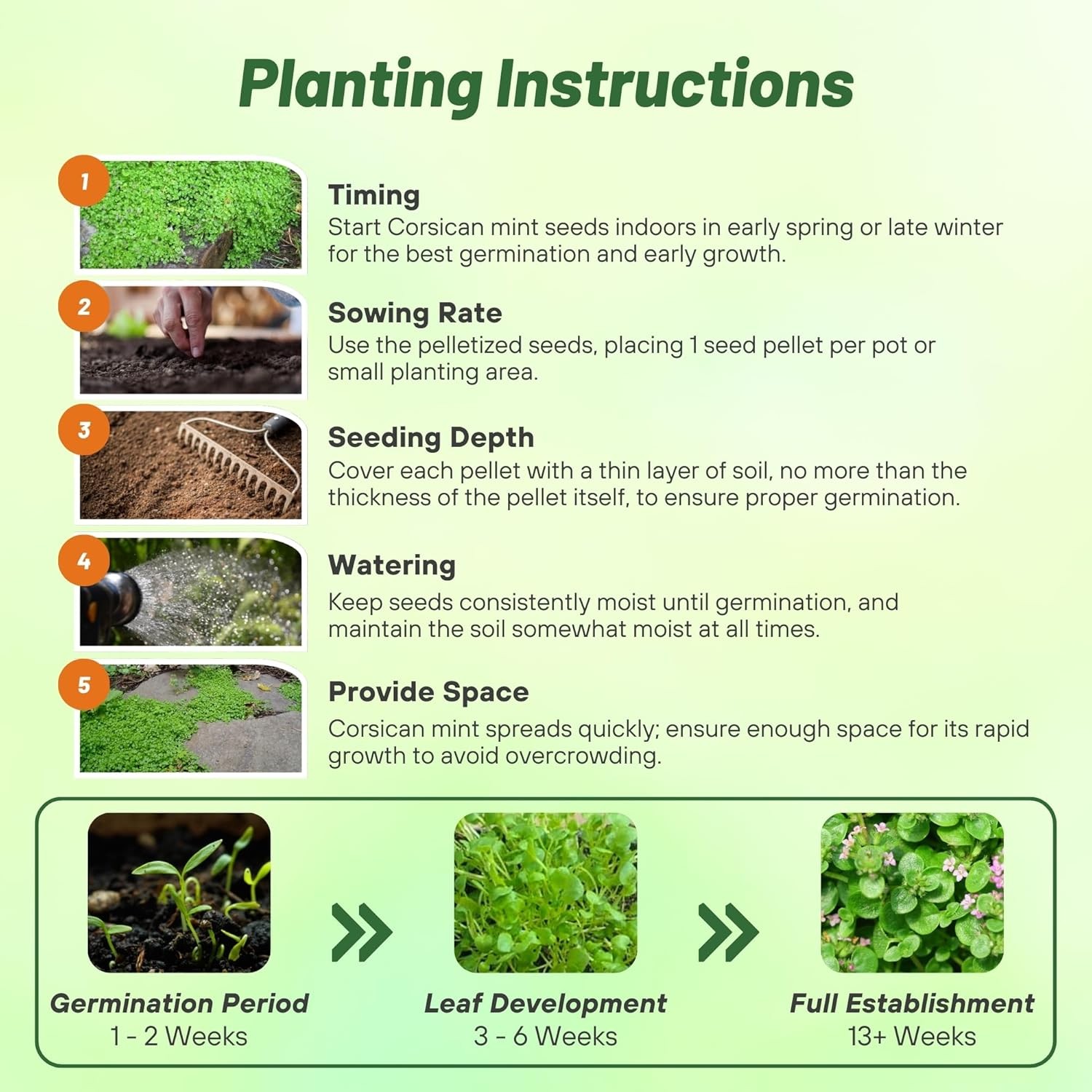 25 Pellets Corsican Mint Seeds For Planting | Ground Cover Plant Seed