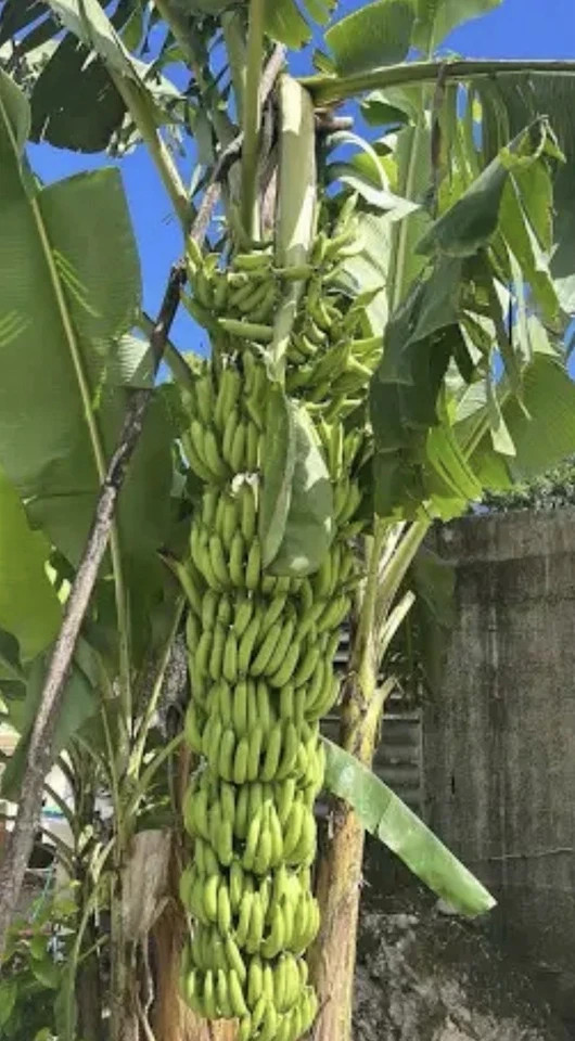 Gros Michel Musa Banana Plant–SMALL ROOTED STARTER PLANT