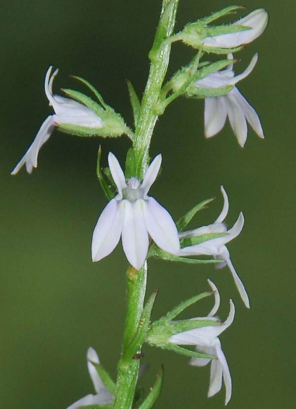 Lobelia spicata | Palespiked-Lobelia | 100_Seeds