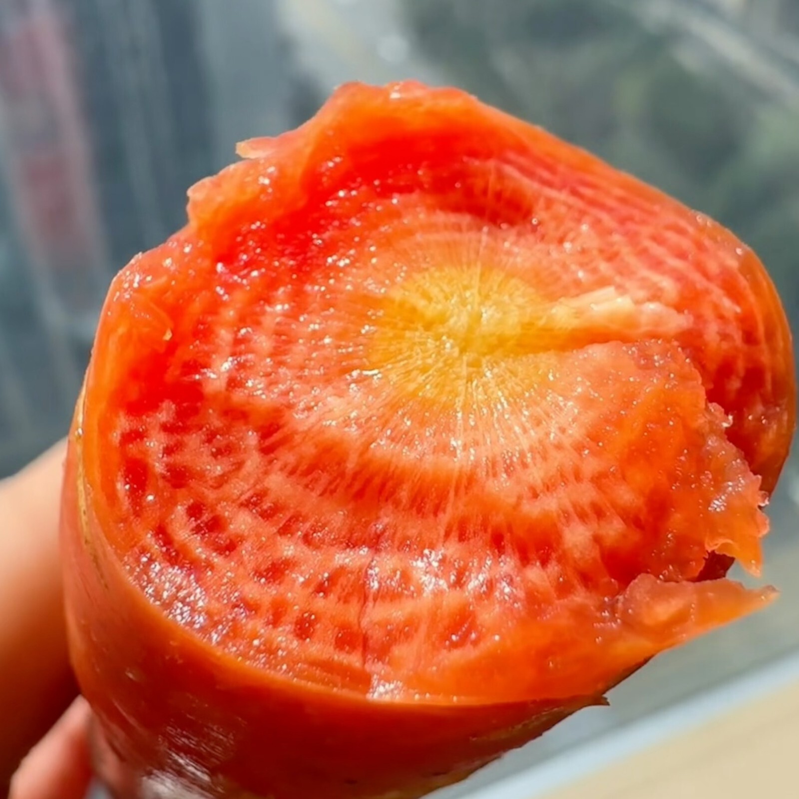 Red Fruit Carrot Seeds – 1000 Seeds – Non-GMO Heirloom Root Vegetable