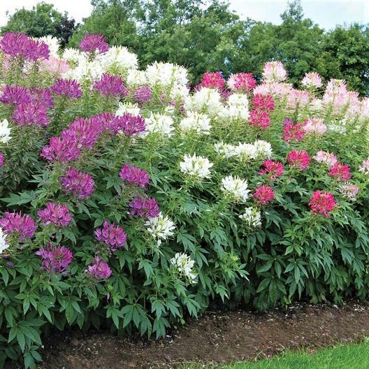 5 CLEOME BARE ROOT PLANTS FRESH PICKED & PACKED DAY OF SHIPPING ANNUALS ORGANIC