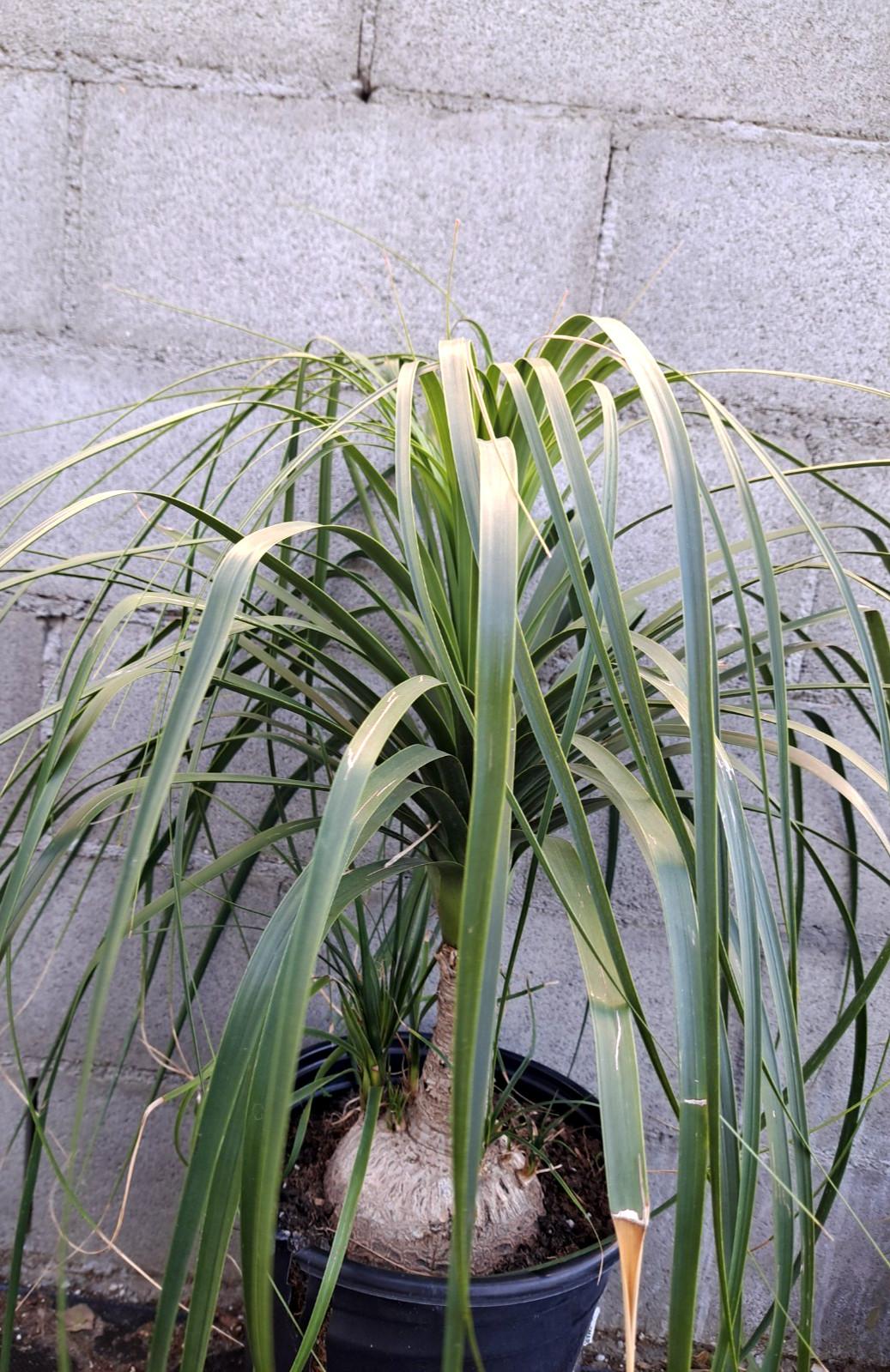 Beaucarnea Recurvata Ponytail Palm Tree Plant 22×25 Caudiciform XXXL #2