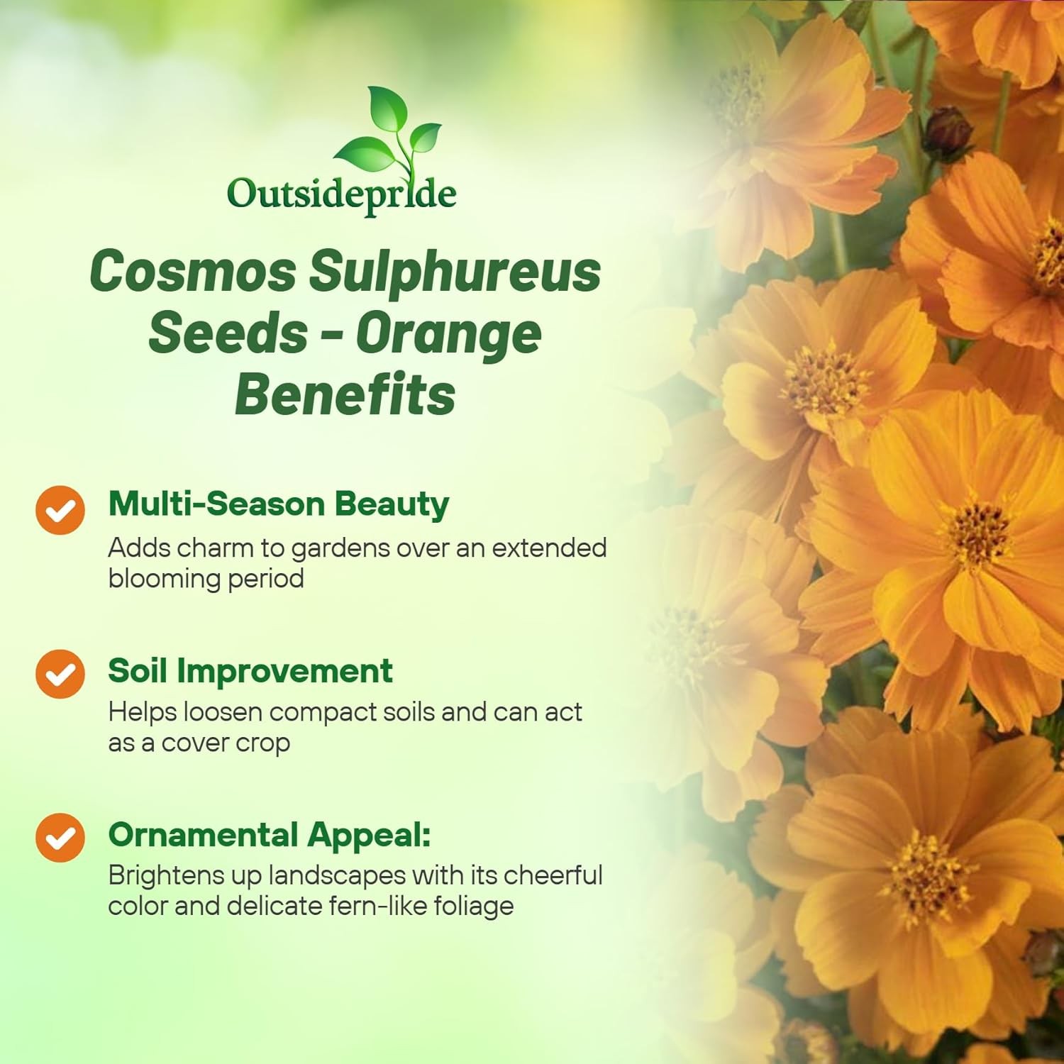 2000 Seeds Klondike Drought Tolerant Cosmos Sulphureus Orange Garden Flower