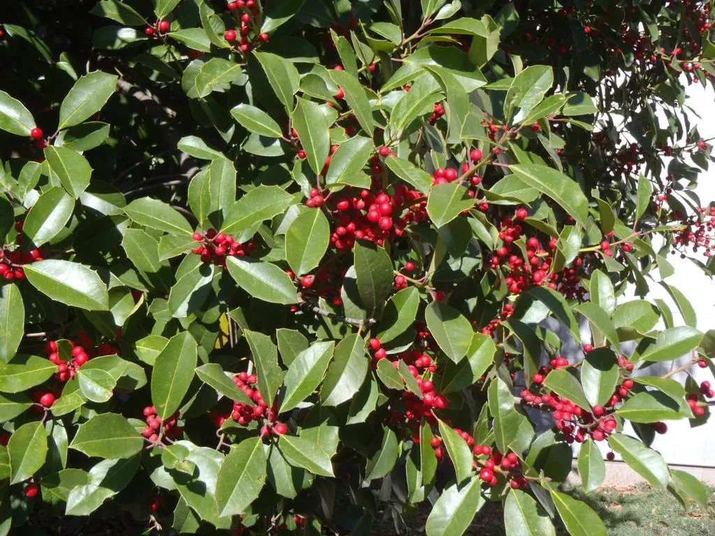 American Holly – Greenleaf – 3.5″ Pot – 6 – 12″ Tall