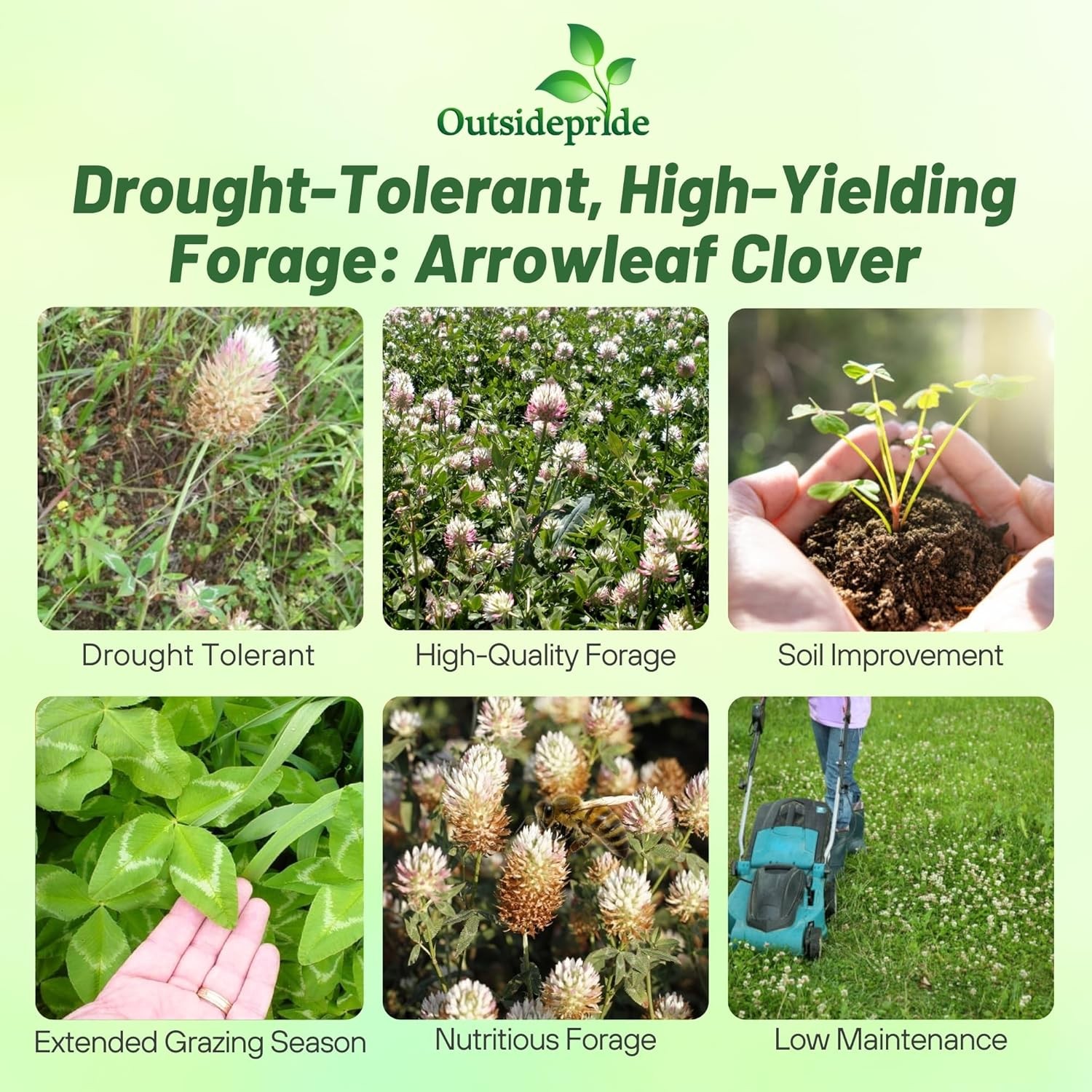 50 LBS – Inoculated Arrowleaf Clover Seeds – Trifolium Vesiculusom
