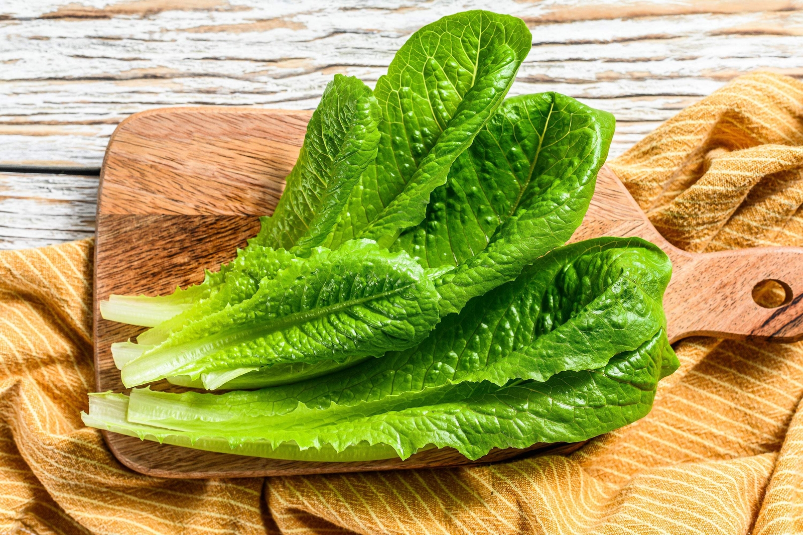 3000 PARRIS ISLAND Romaine LETTUCE Lactuca Sativa Vegetable Seeds