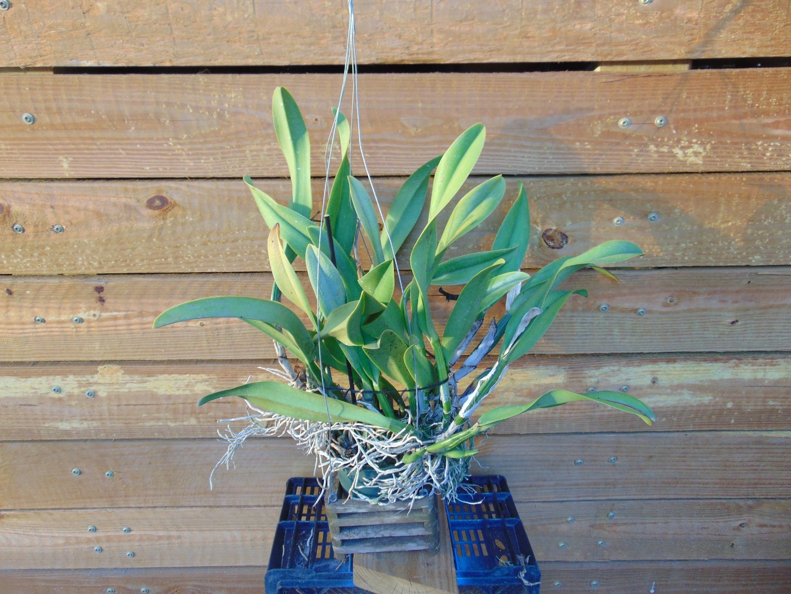 NO TAG Cattleya Hybrid 6″ pot HUGE PLANT ZZZ