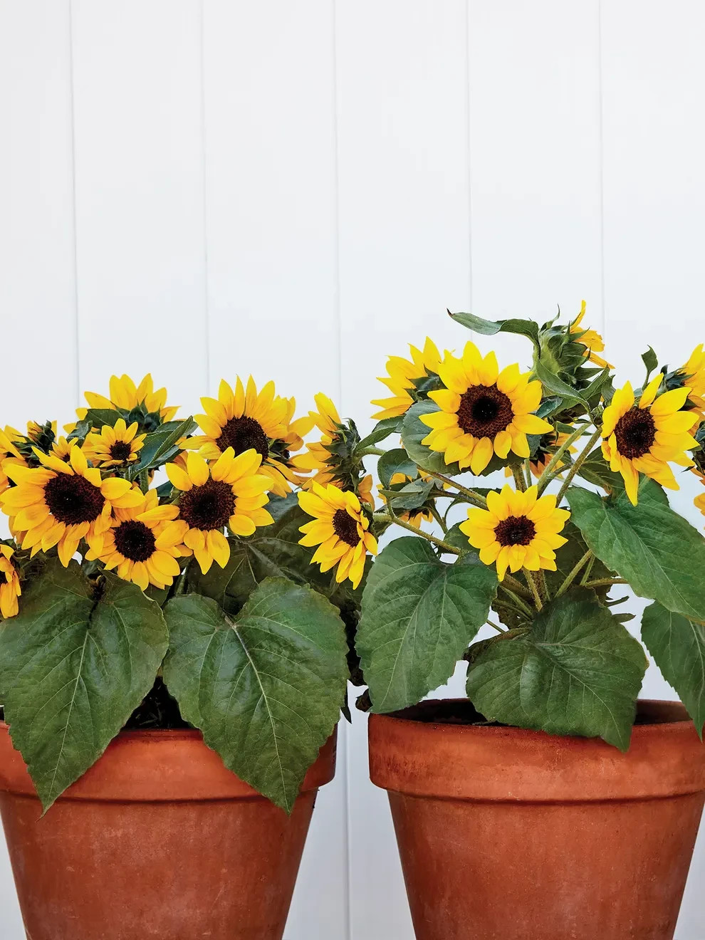 SEEDS – Sunray Sunflowers, Patio Containers or Beds, Borders