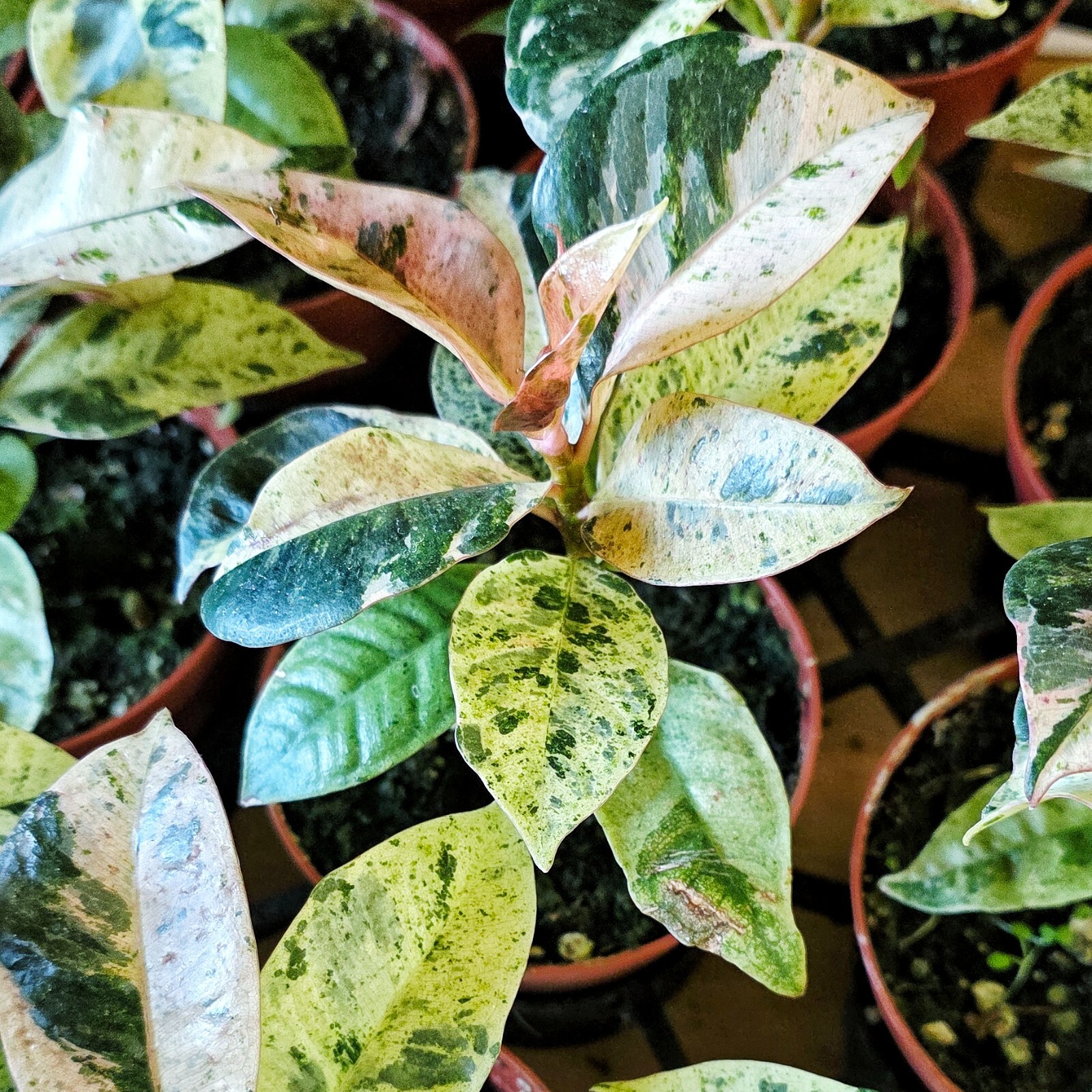 Ficus Shivereana Moonshine Variegated live plant ,Ficus Marble- in 4″ pot – CA