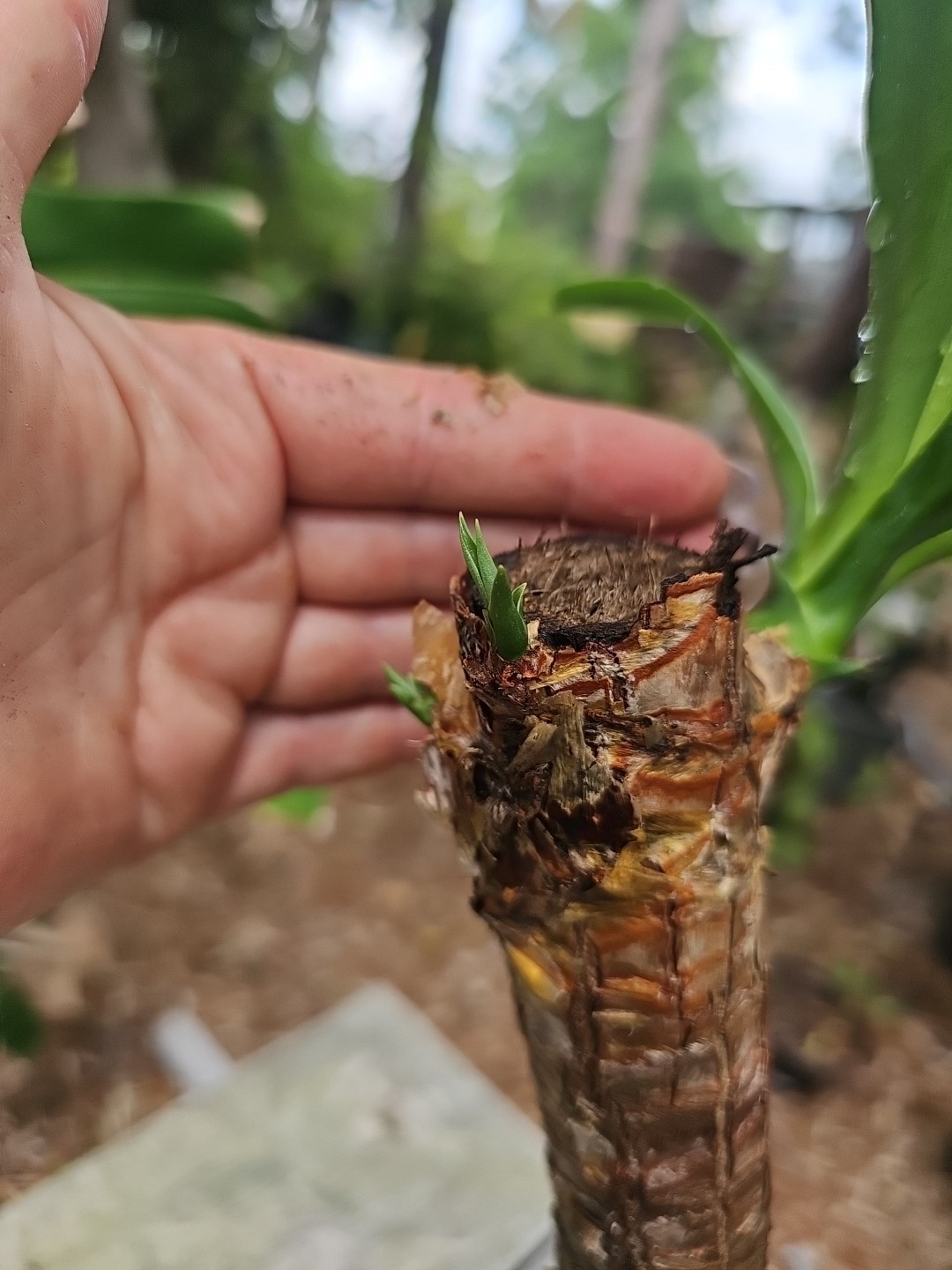 Yucca Elephantipes Soft-tip Spineless Gigantea Plant Palm Mature Stem 3″ Pot