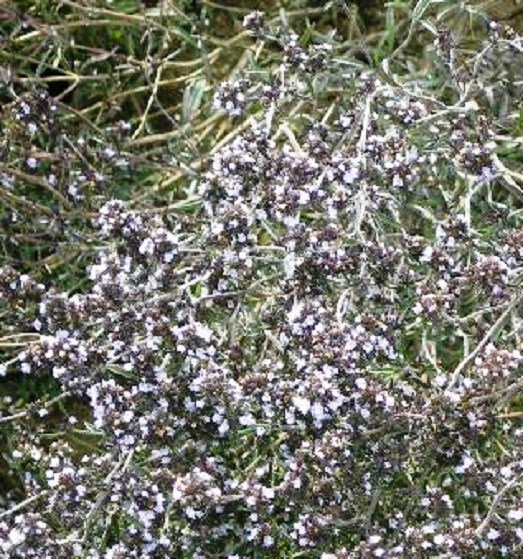 500 Savory Summer Seeds Herb Seeds