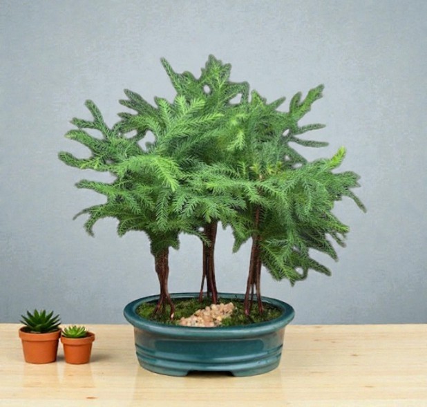 Norfolk Island Pine Bonsai Tree 12″H 3 Trees Forest Group Unique Indoor Bonsai