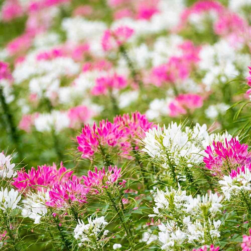 1000 Cleome Seeds for Xeriscaping, Pollinator Gardens, and Flower Beds