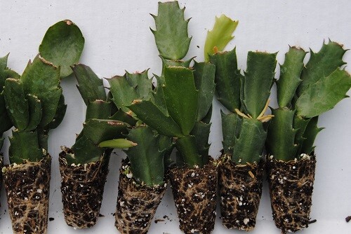 U Pick Any 6 Christmas Cactus/Schlumbergera Truncata Plants