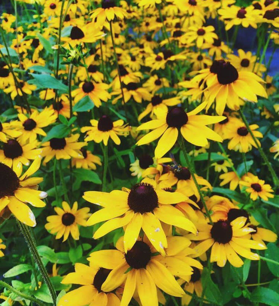 200 Non GMO Black Eyed Susan Seeds, Butterflies, Bees, Yellow Flowers