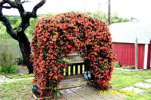 BIGNONIA “TANGERINE BEAUTY” CROSSVINE*Rooted Starter Plant**ATTRACTS BUTTERFLIES