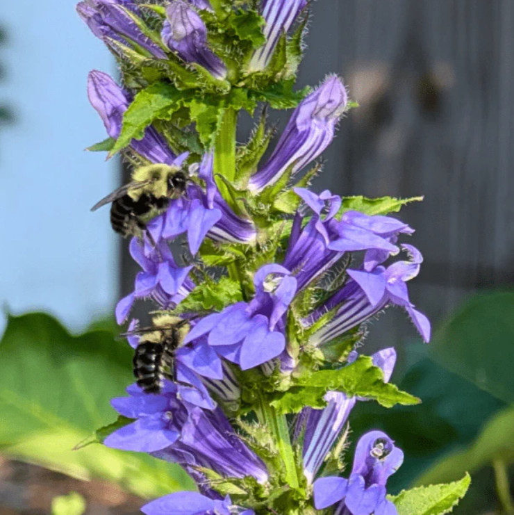Blue Lobelia Live Plant – 2-5″ Tall – 3″ Pot – Compact Blue Flowering Plant