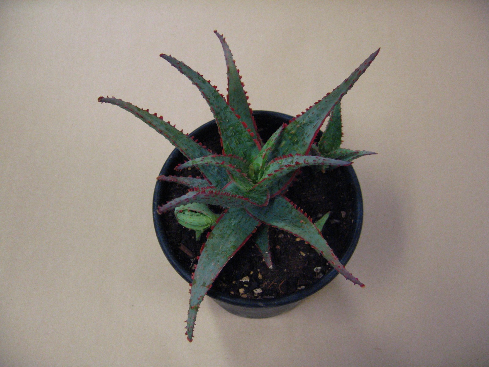 Aloe “Dracula’s Blood” Hybrid — Rare Succulent With 4 Offsets SUMMER SALE!!
