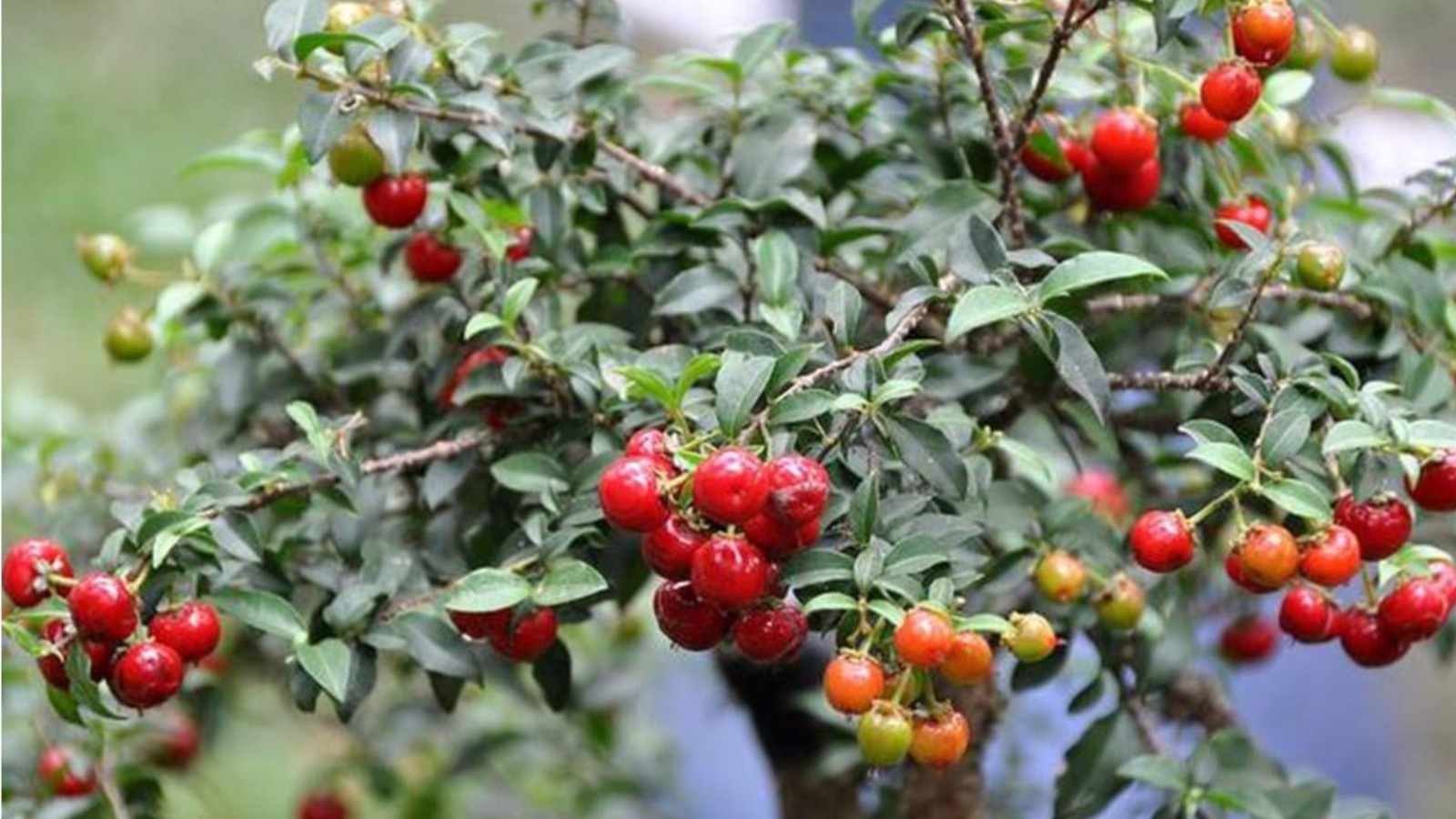 Old Barbados Cherry ( Malpighia Glabra-Hồng ngọc mai ) Bonsai Tree,,,sale