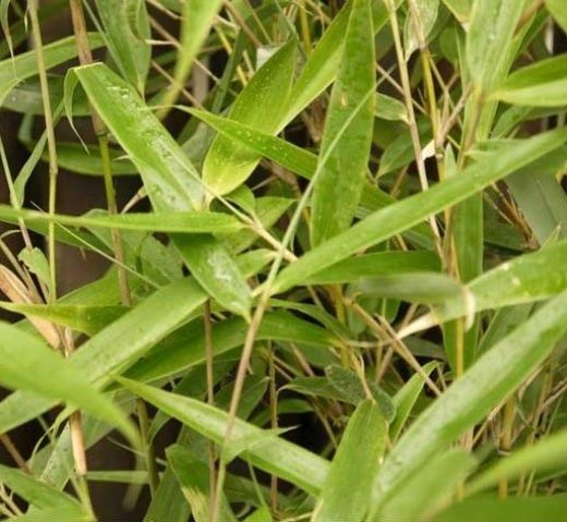 Fargesia robusta Wolong Live Clumping Bamboo Plant For Hedge or Specimen.