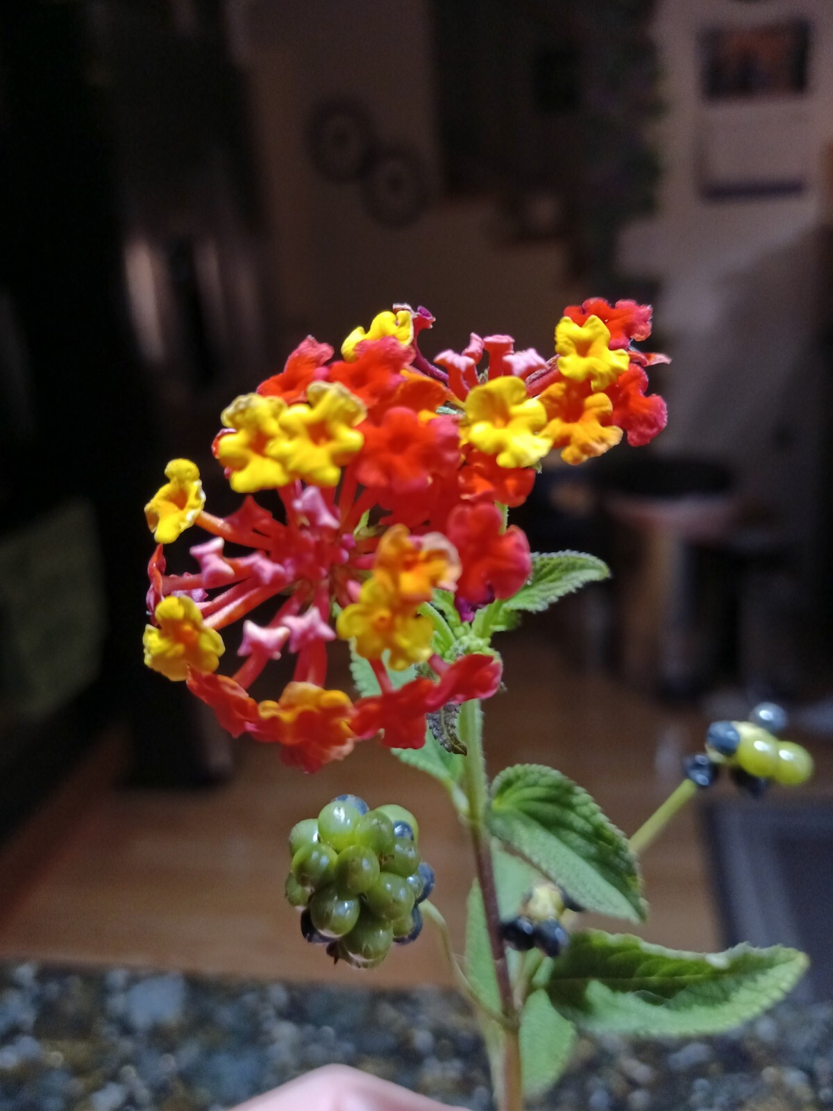 Lantana camara 100+ seeds West Indian semillas graines free shipping USA Grown