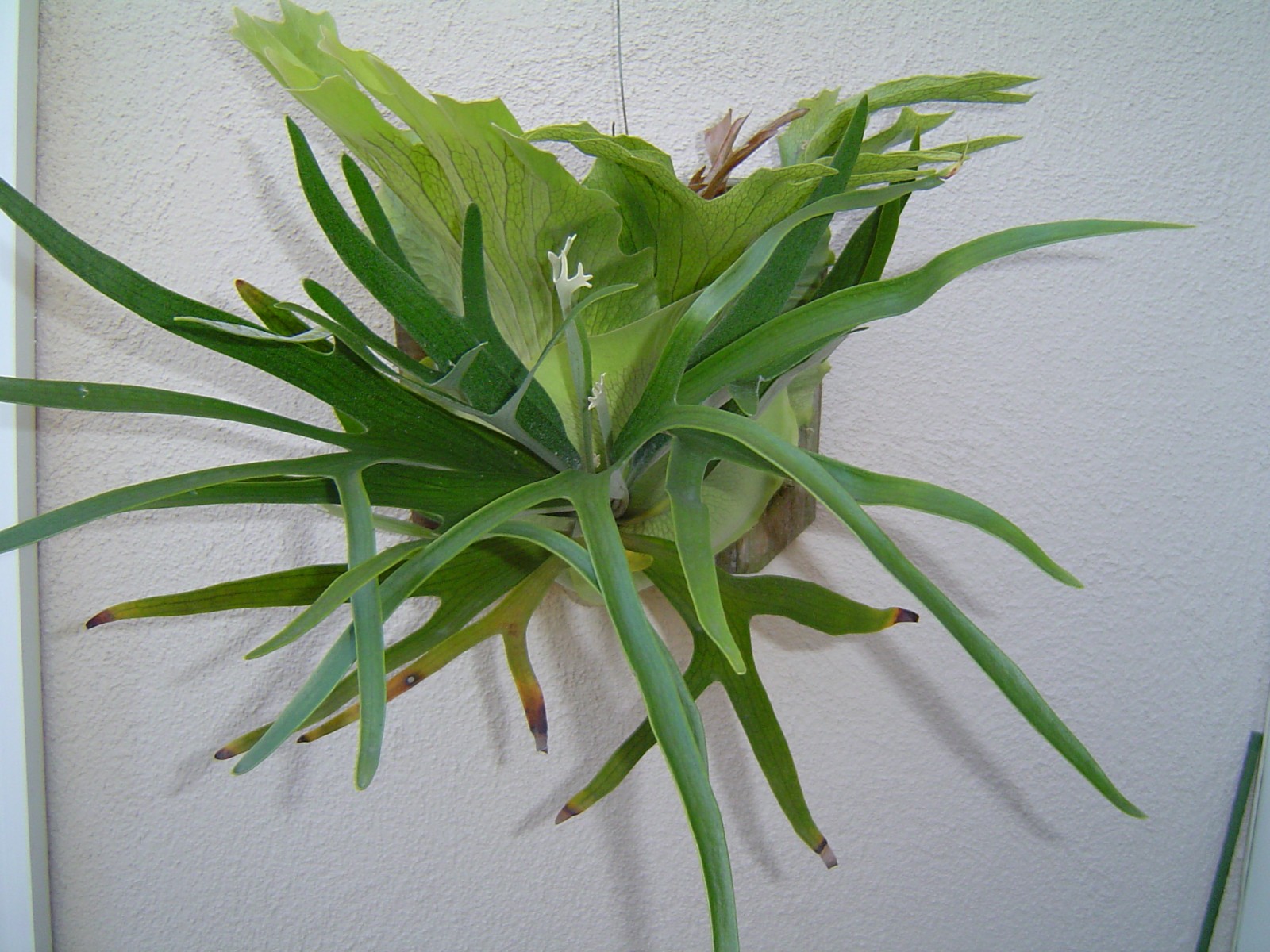Staghorn Fern – Veitchii – Platycerium
