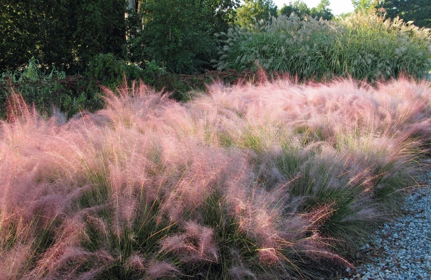 Muhly Grass | 2 Inch | 30 Live Plants | Muhlenbergia | Ornamental Border
