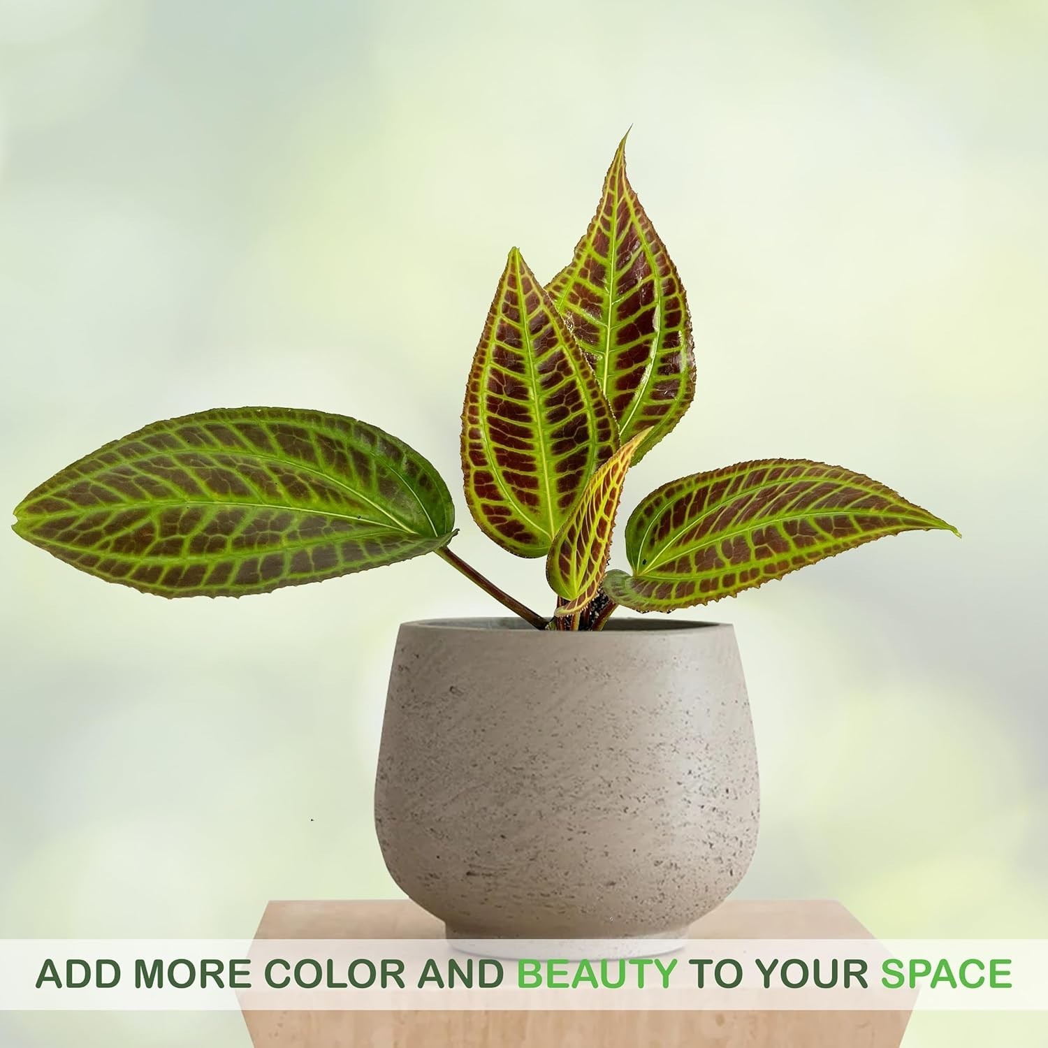 Monolena Primuliflora Live Plant – Rare Exotic Caudiciform Plant