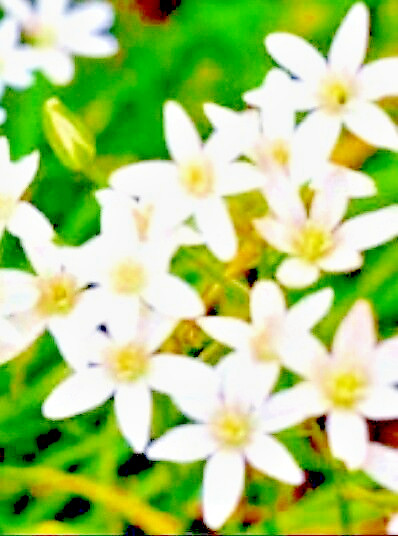 Star of Bethlehem Ornithogalum Umbellatum Perennial Spring Flowers 25+ Bulbs