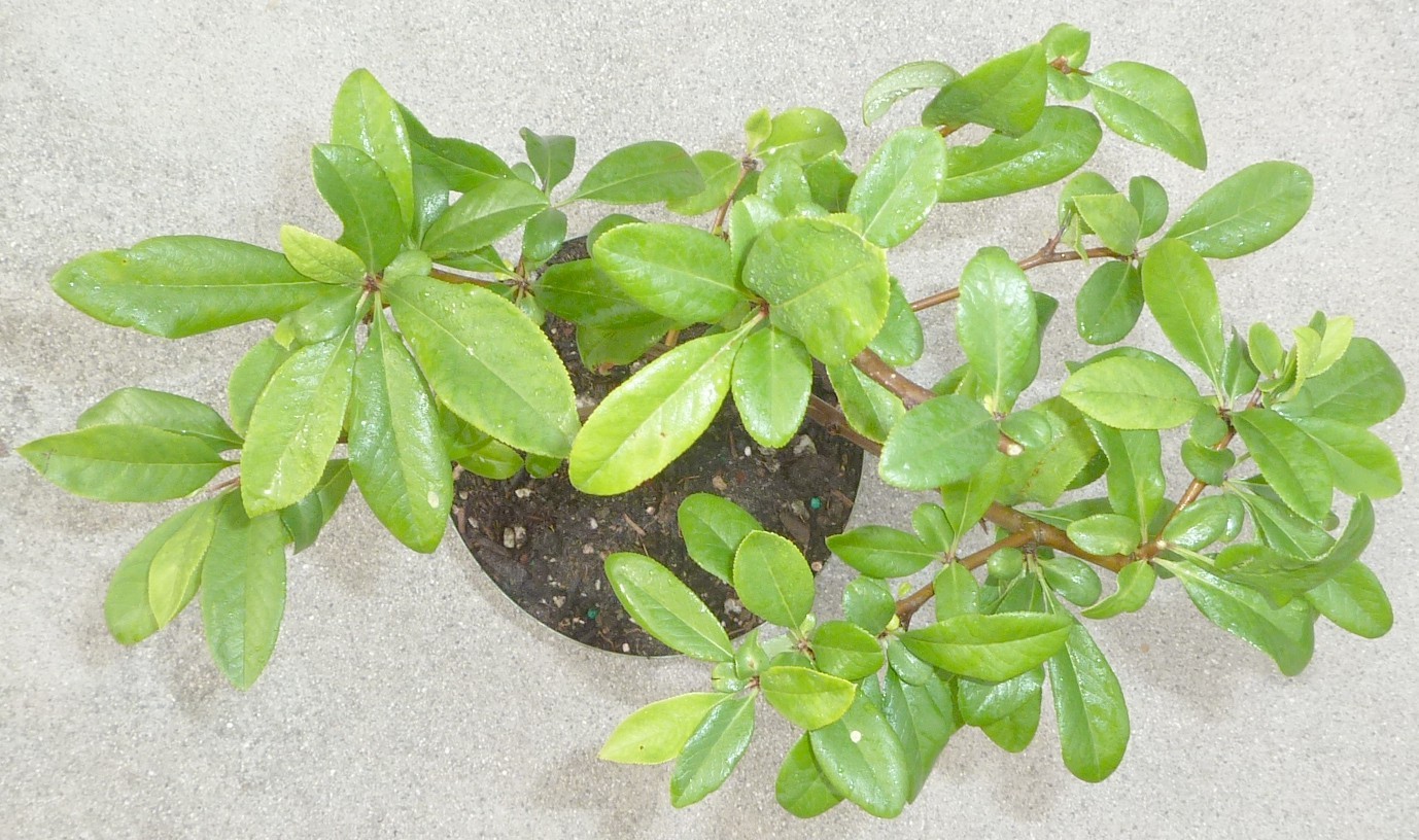 Chaenomeles Spitfire Japanese Flowering Quince Pre Bonsai Dwarf Shohin Flowers