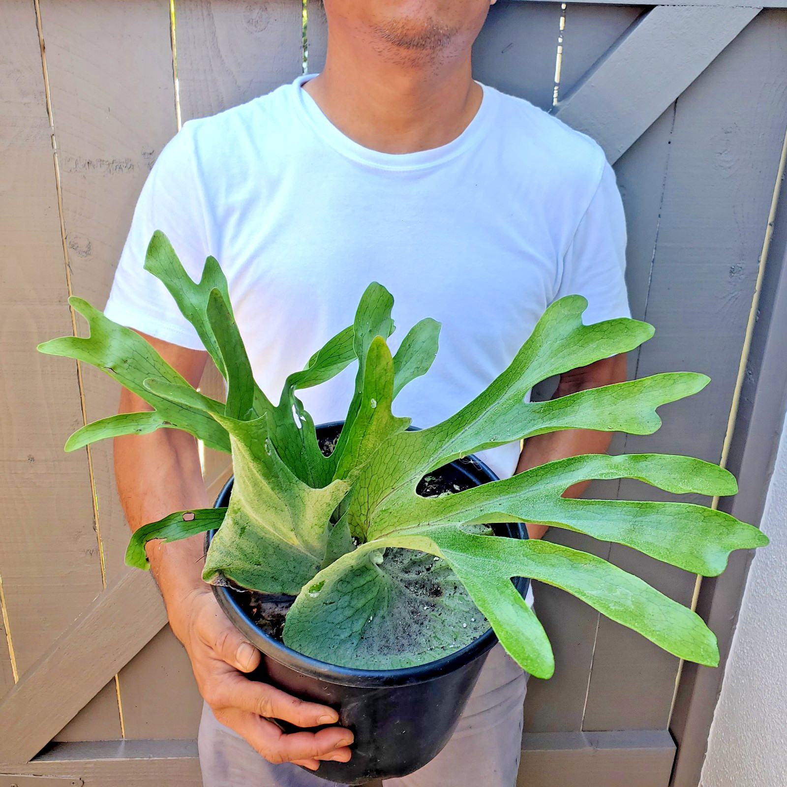 Platycerium Superbum Staghorn fern plant