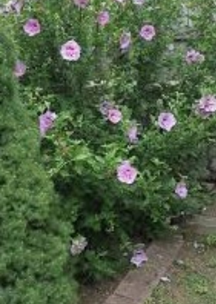 36 Rose Of Sharon Hibiscus Live Plant Roots 2″ + Tall Starter Bush fast grow