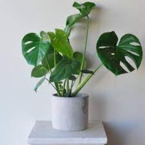 90PCS Fresh Monstera Plant Seeds, Rare Tropical Houseplant Seeds for Indoor &…