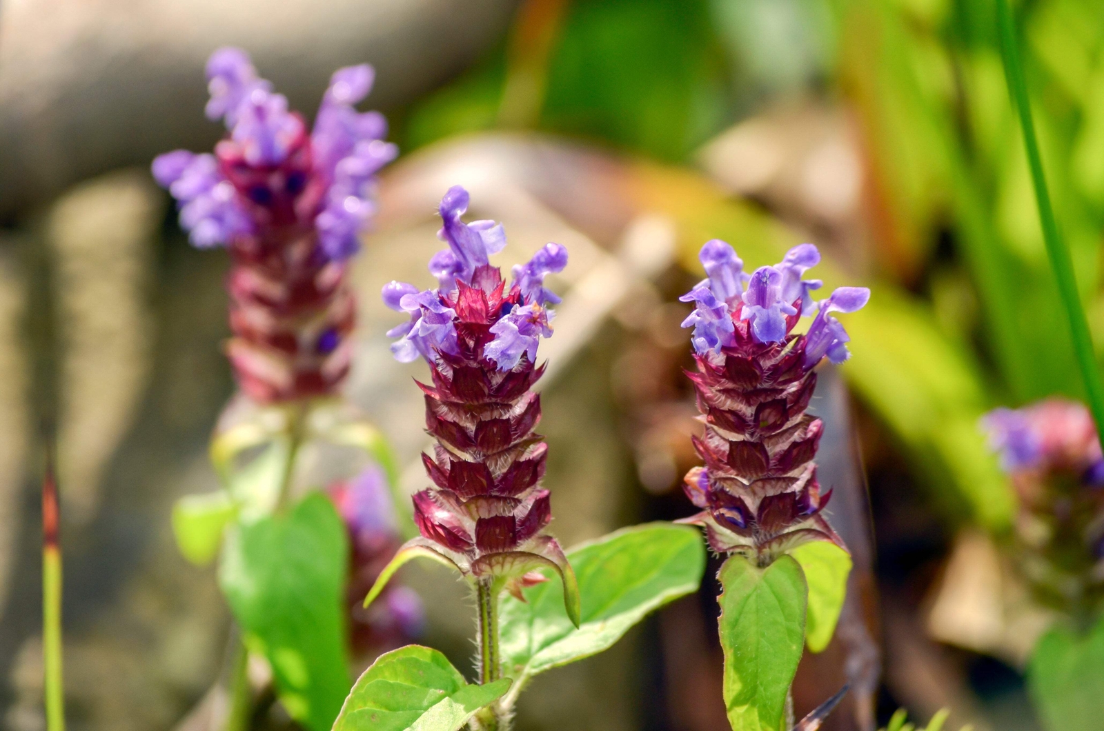 50 PAGODA MIX PRUNELLA Grandiflora Bigflower Selfheal Blue Pink etc Flower Seeds