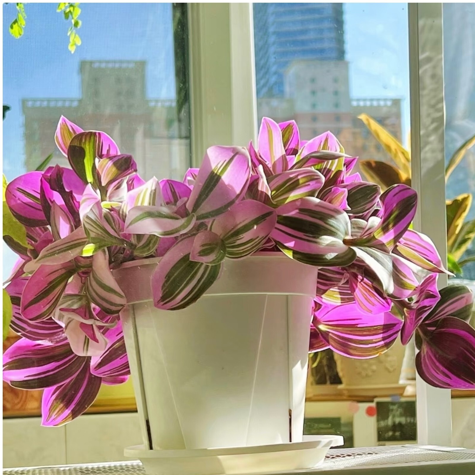 3 Unrooted 3”-4” Tradescantia Nanouk Cuttings Rare Pink Wandering Jew Houseplant