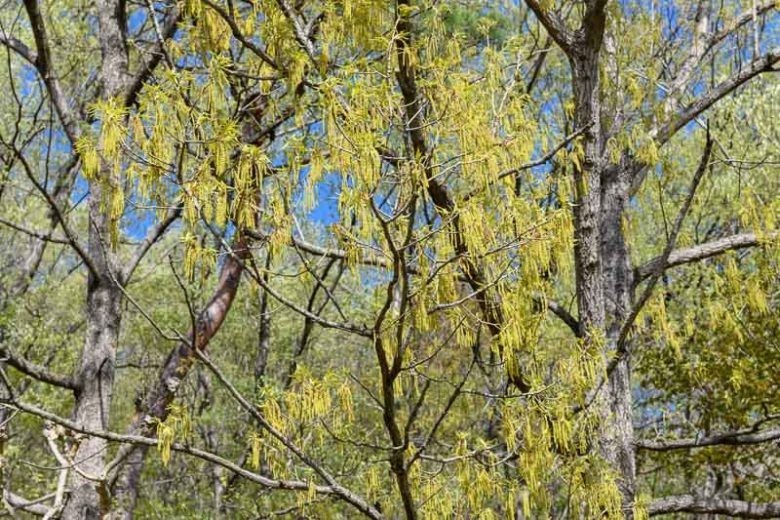 3 Sawtooth Oak Tree 12-24″ Quercus acutissima Bare Root