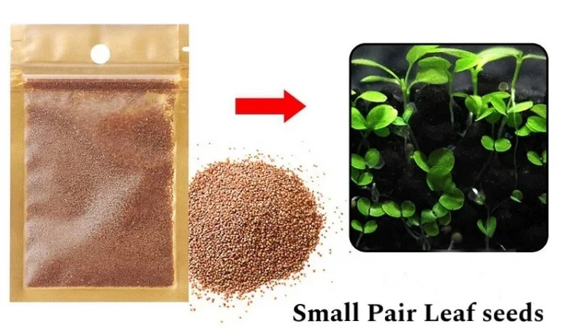 200+ Pcs Aquarium Carpet Plant Seeds Aquatic Grass for Fish Tank Decor