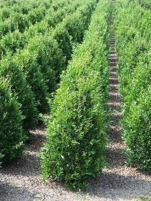 Ilex Needlepoint Chinese Holly | 1 Gallon | Ilex cornuta | Evergreen Privacy