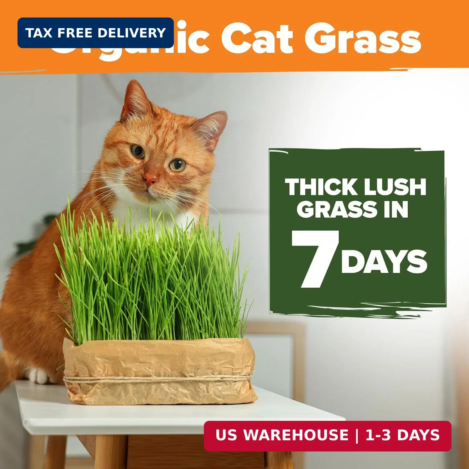 HOME GROWN Organic Cat-Grass Seed Mix (Oat & Barley) – 4 oz – Easy Indoor Plante