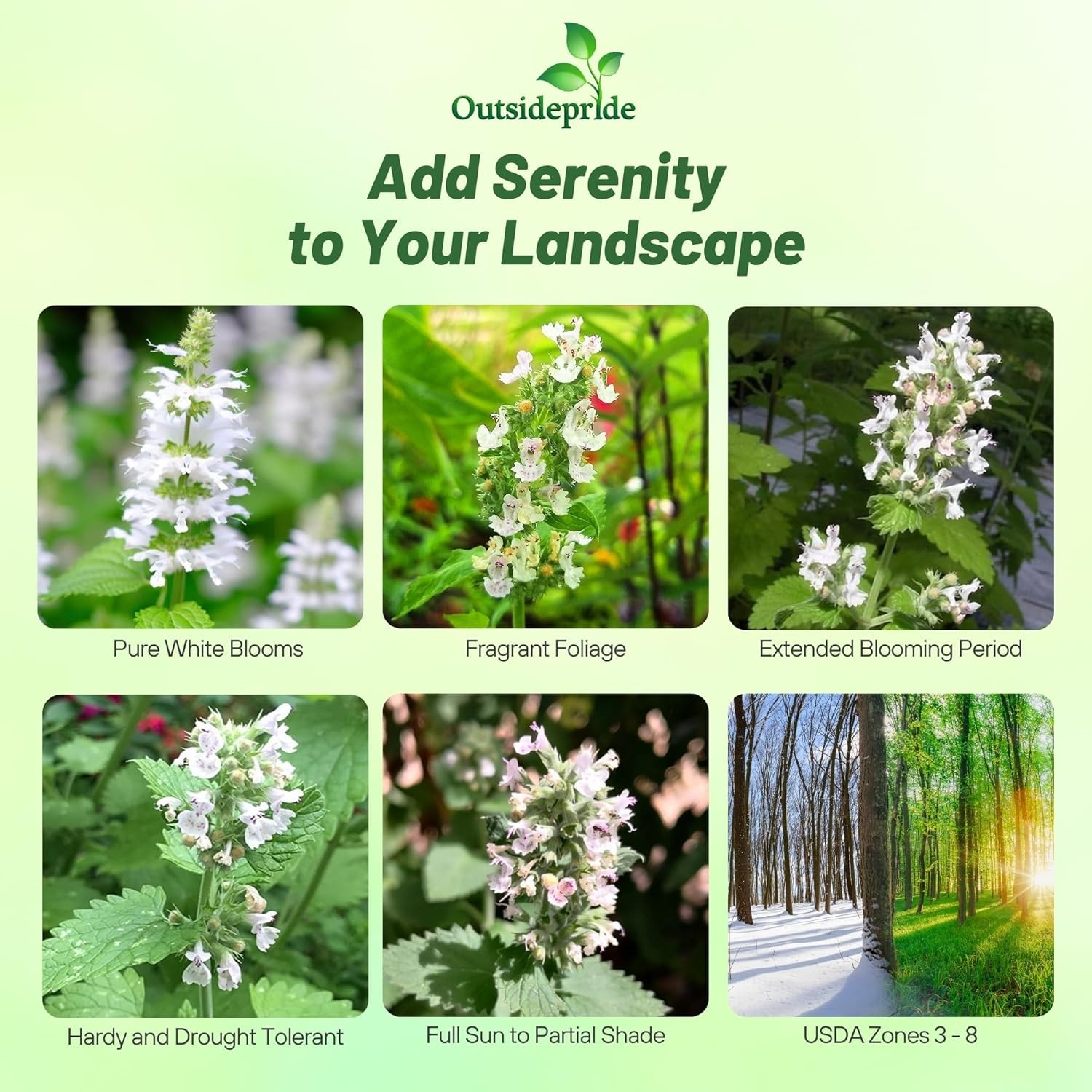 10000 Seeds Common Catmint Nepeta Cataria White Flowering Drought Resistant Herb