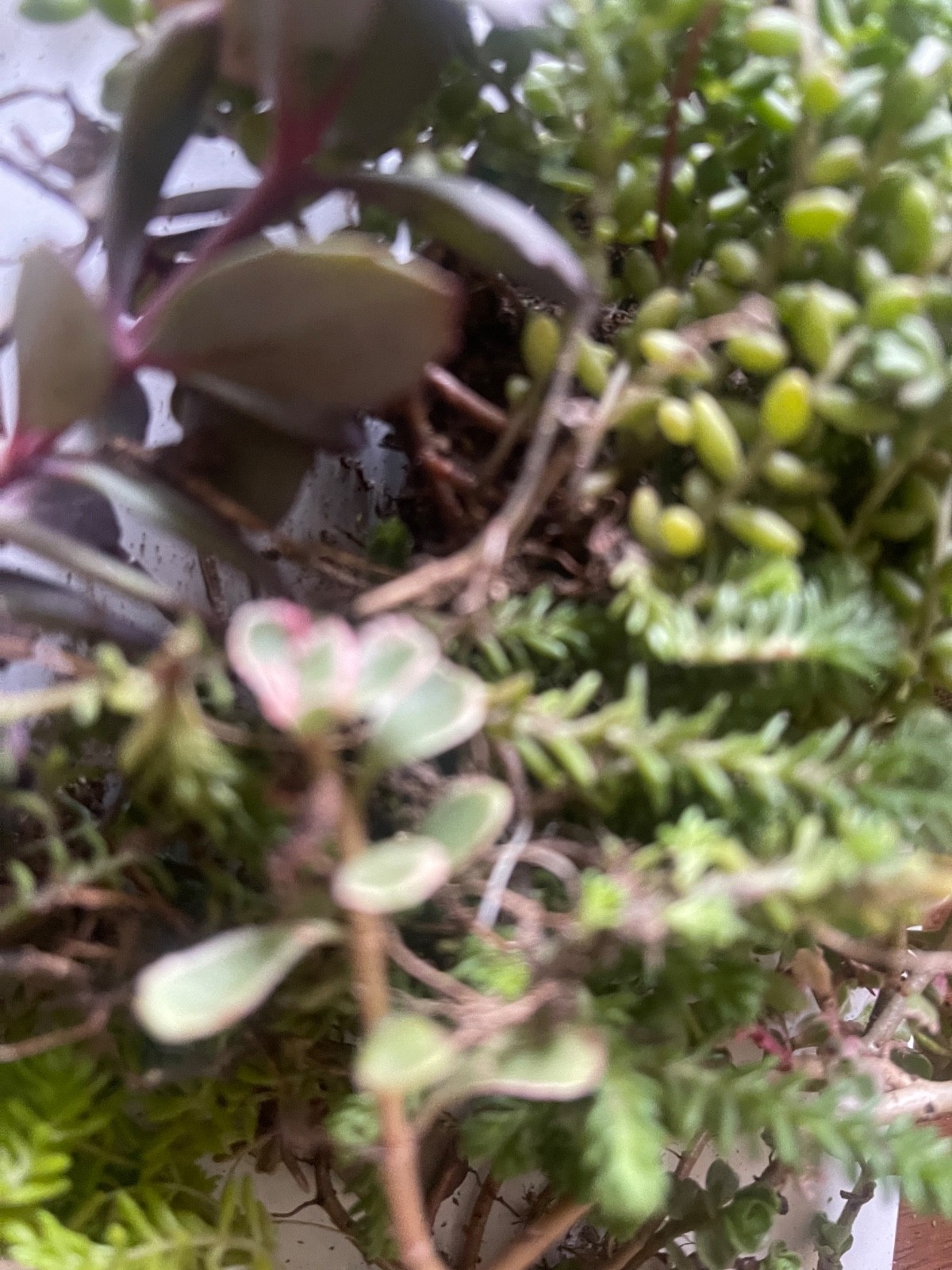 25+ Sedum Succulent Cuttings – 5-8 Varieties – Mixed Stonecrop – Easy to Root