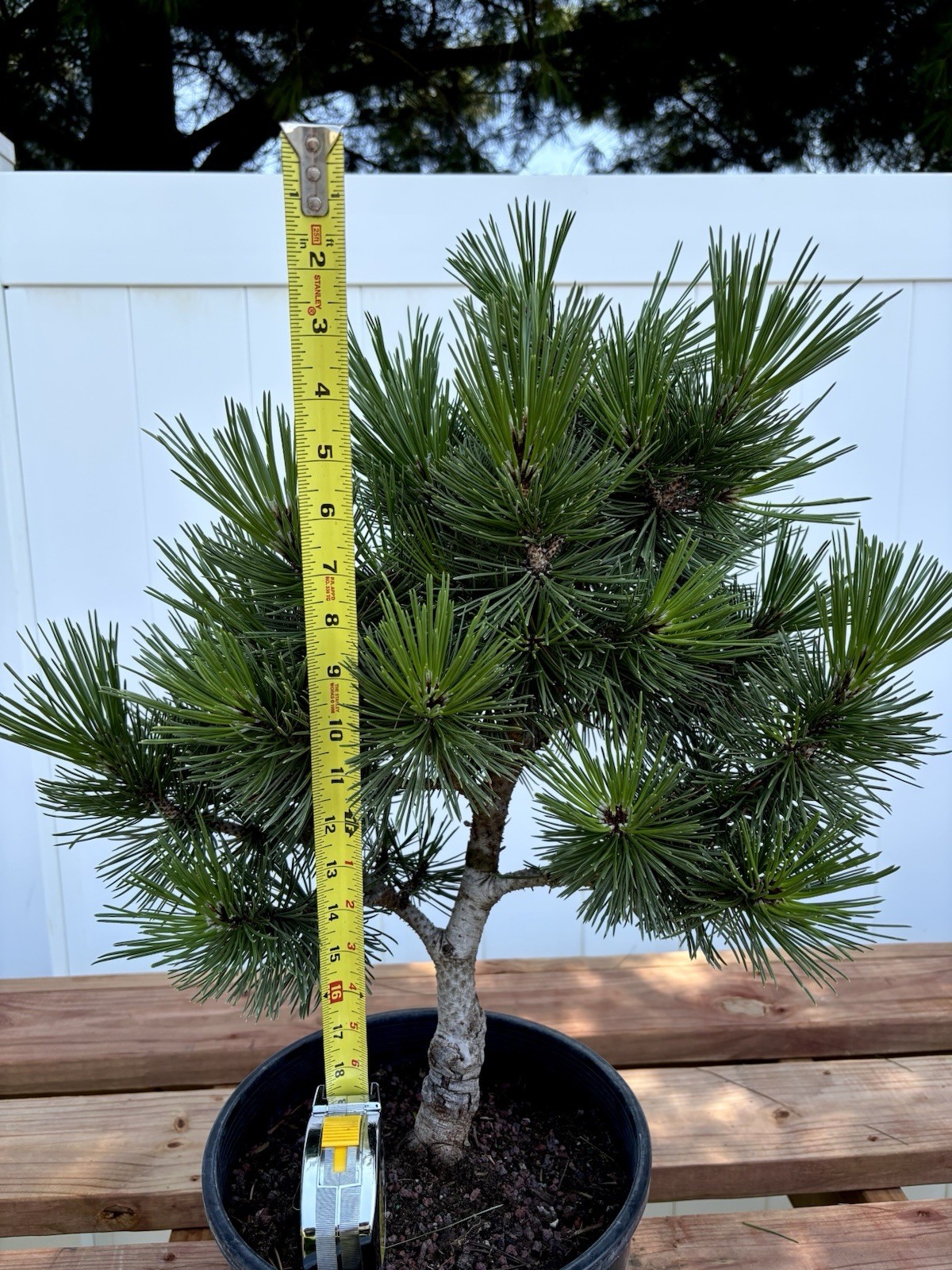 Japanese Black Pine Pre Bonsai Informal Upright Grown For Bonsai Material