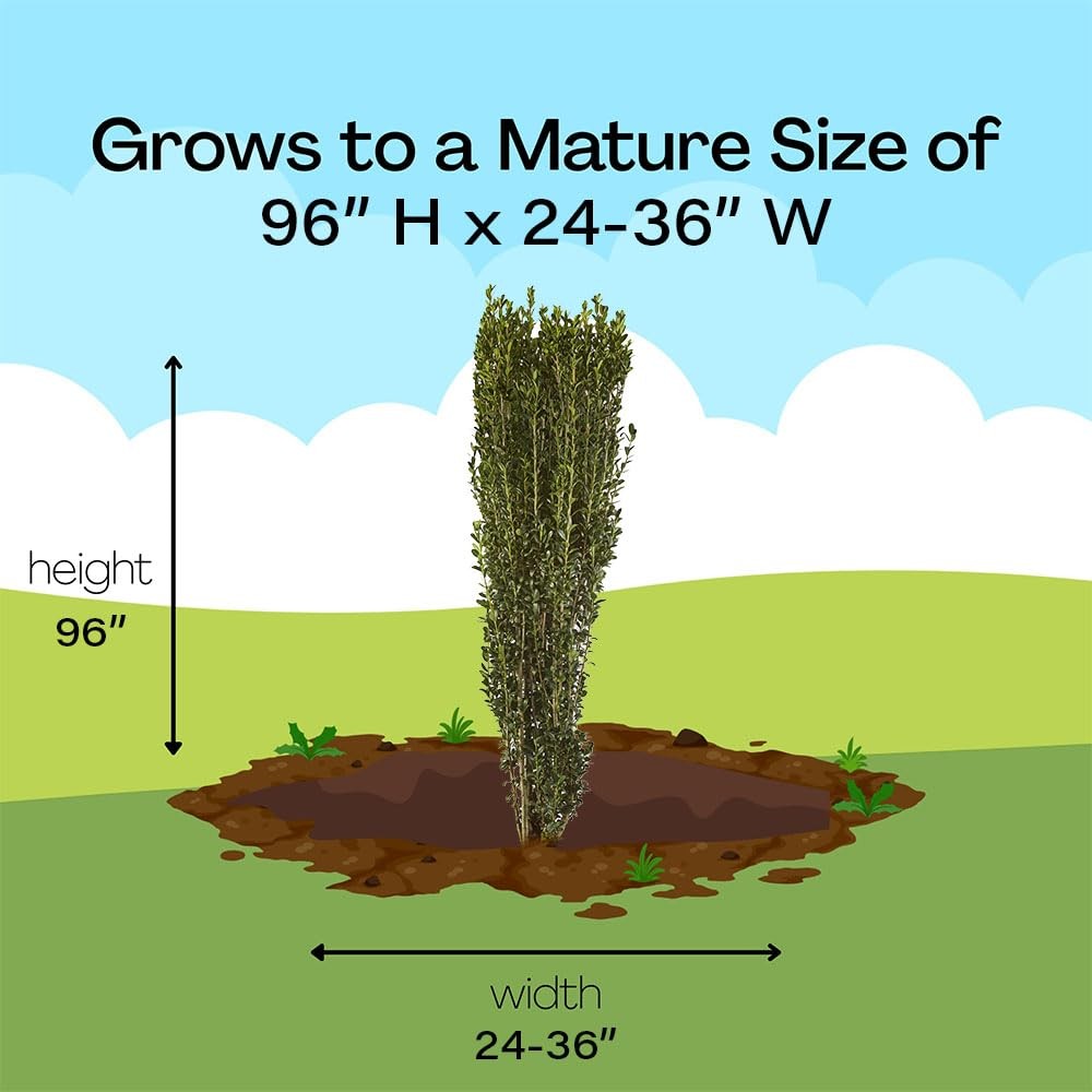 Generic Holly 2.25 Gal. Sky Pencil Holly Shrub