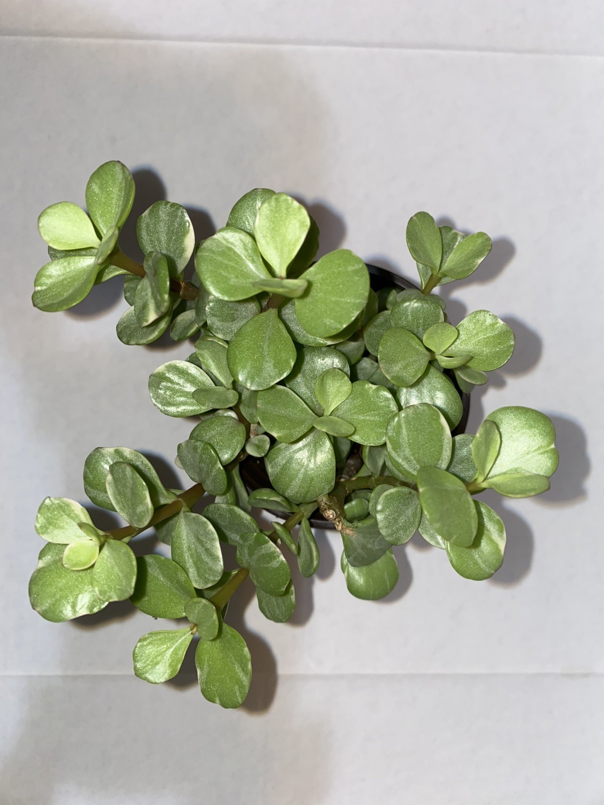 Dwarf Jade – Portucalaria Afra – Rare Elephant Bush Mini Jade Tree – 4″ plant