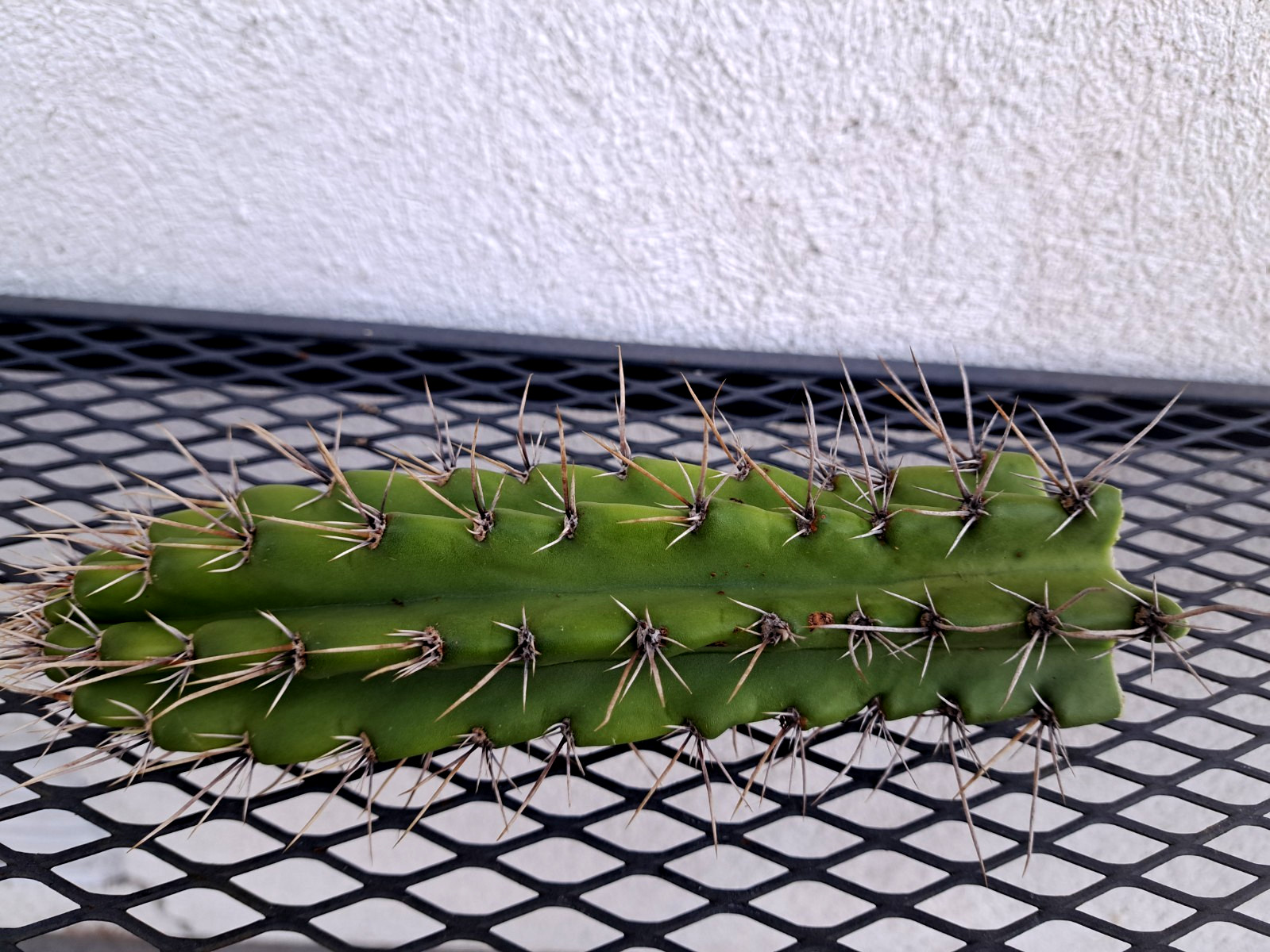 Browningia Caineana Columnar Cactus Cutting H7.5 ^726