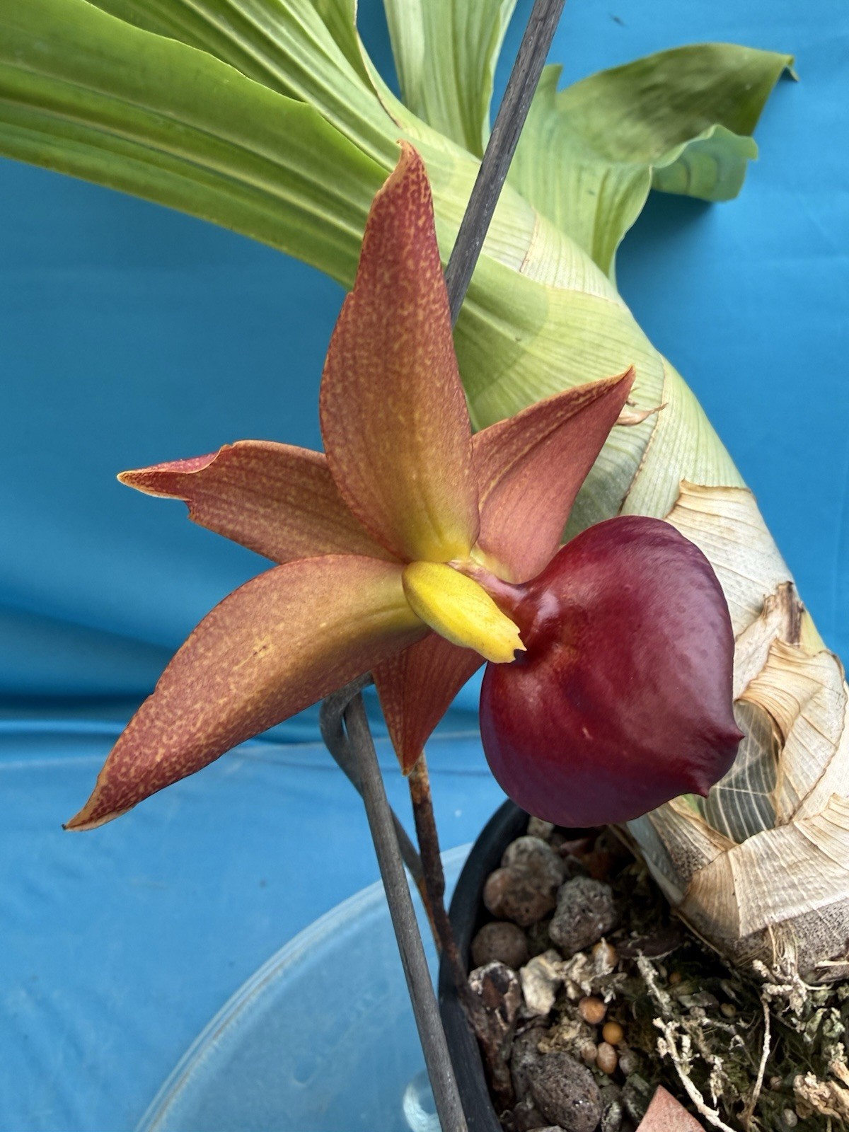 Cycnodes Taiwan Gold ‘Orange’ Red Fragrant Bloom Size Orchid Species 6.5” Pot