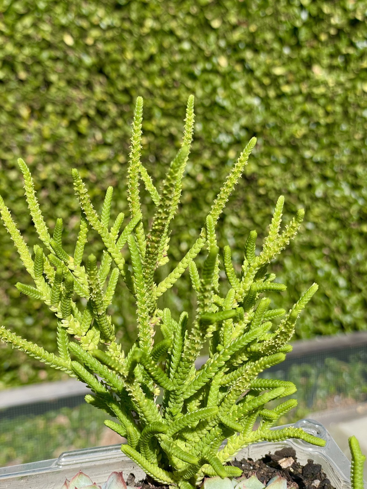 Rare Succulent Crassula Muscosa Watch Chain Fully Rooted Live Plant 3-4 Inches