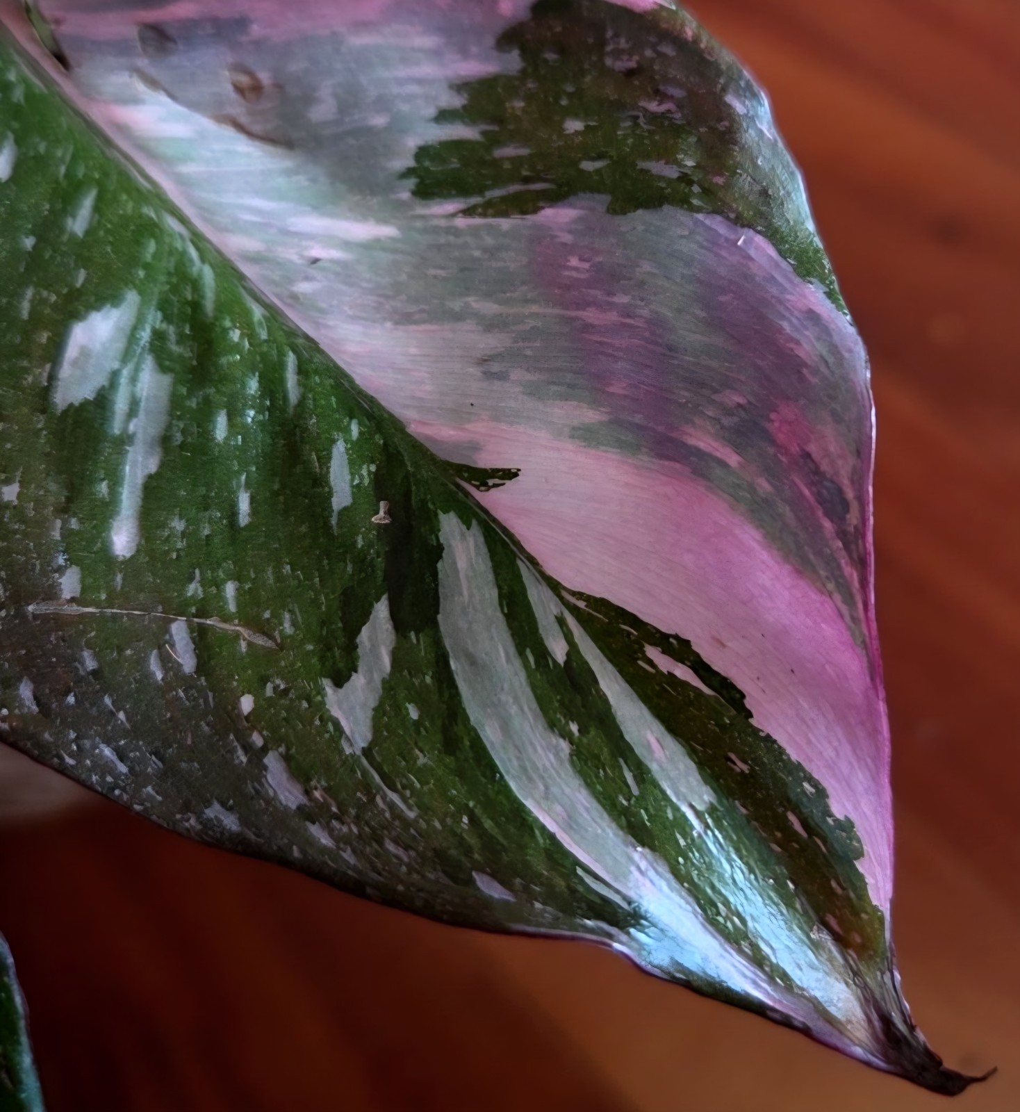 Rare Philodendron Dark Scarlet Princess 12″ Tall W Pups Not Anthurium Monstera