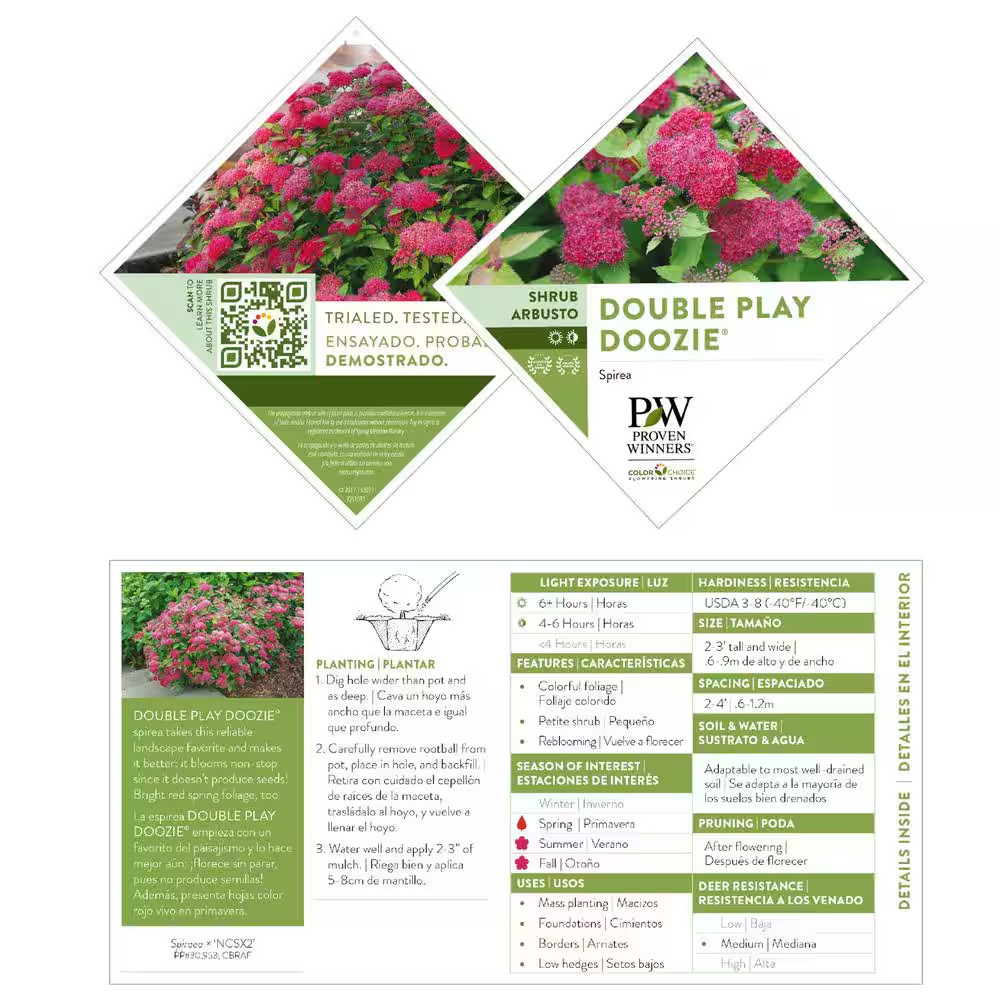 2 Gal. Double Play Doozie (Spirea) Live Shrub with Pink Flowers